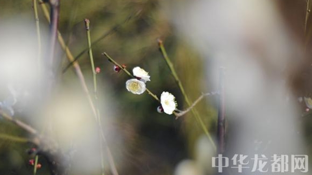 周口繁花早爭春