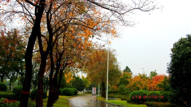 詩情畫意！秋冬之交一場雨 別樣周口落葉美