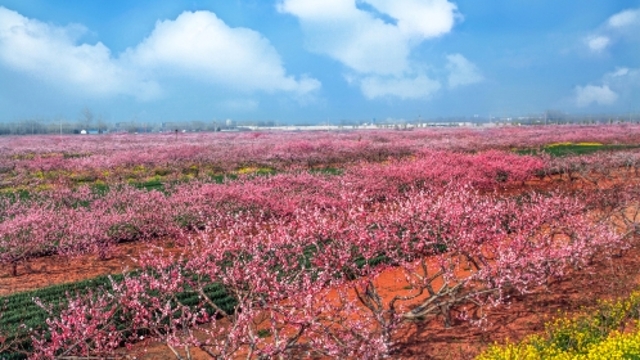 桃花節(jié)即將開幕 西華邀您賞桃花