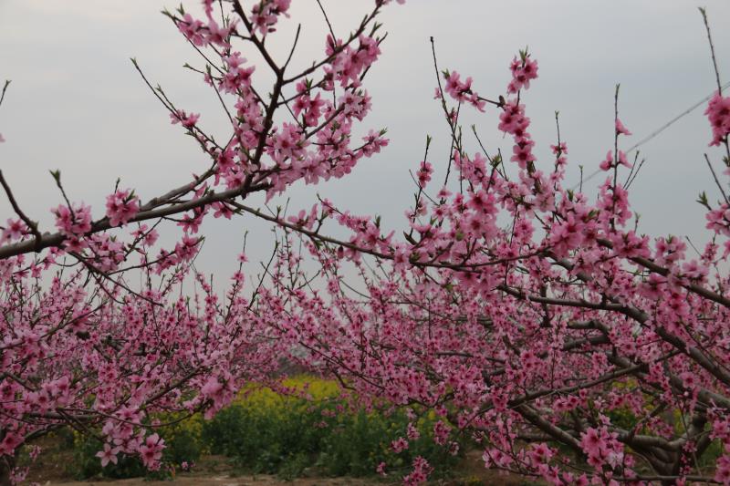 西華：萬畝桃花開 迎君賞花來