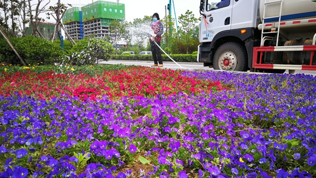 周口城區(qū)路邊鮮花盛開(kāi)