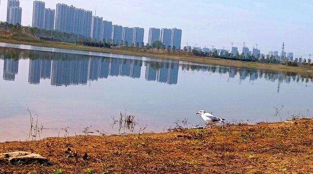 打造水生態(tài)城市，讓周口更宜居