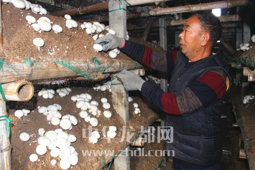 周口項(xiàng)城：食用菌種植基地內(nèi)，工人正在查看雙孢菇長(zhǎng)勢(shì)