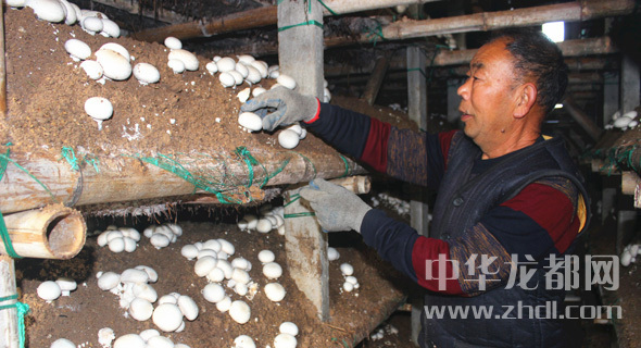 周口項(xiàng)城：食用菌種植基地內(nèi)，工人正在查看雙孢菇長(zhǎng)勢(shì)